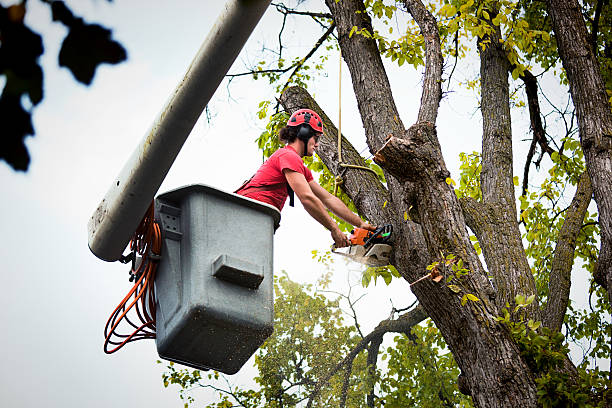 How Our Tree Care Process Works  in  Prestbury, IL